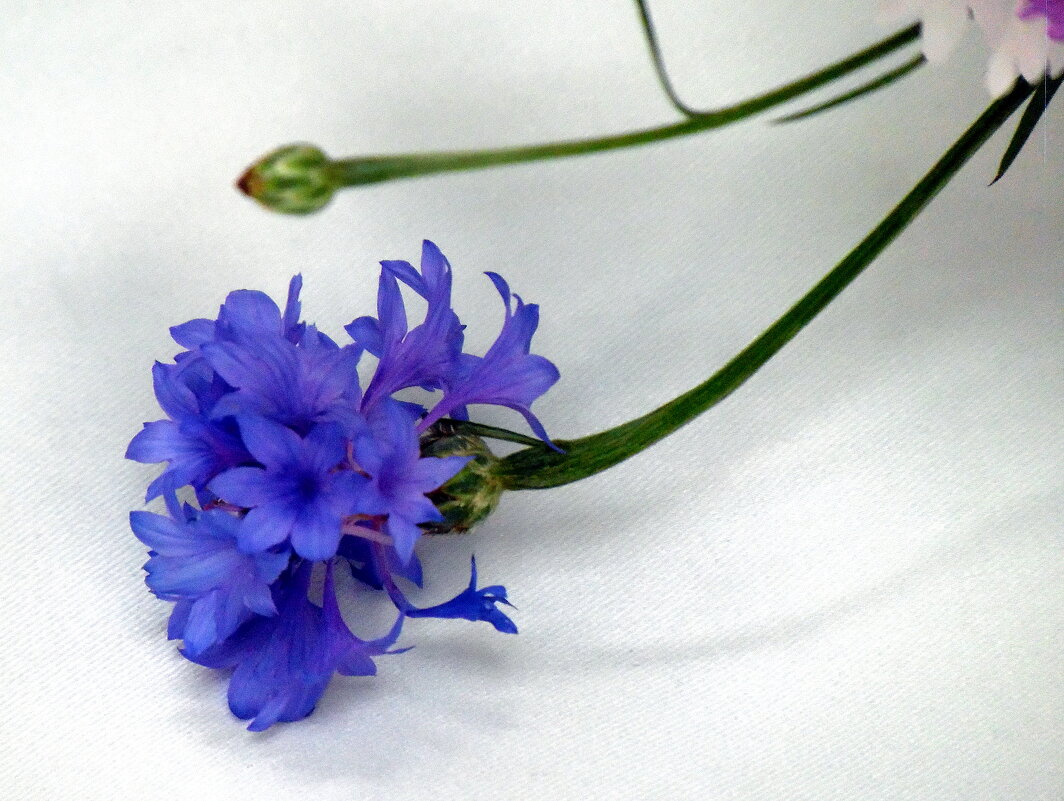 Про василёк. - nadyasilyuk Вознюк