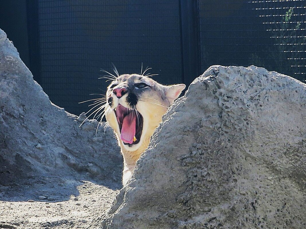 Скучно пуме в зоопарке - Лариса С.