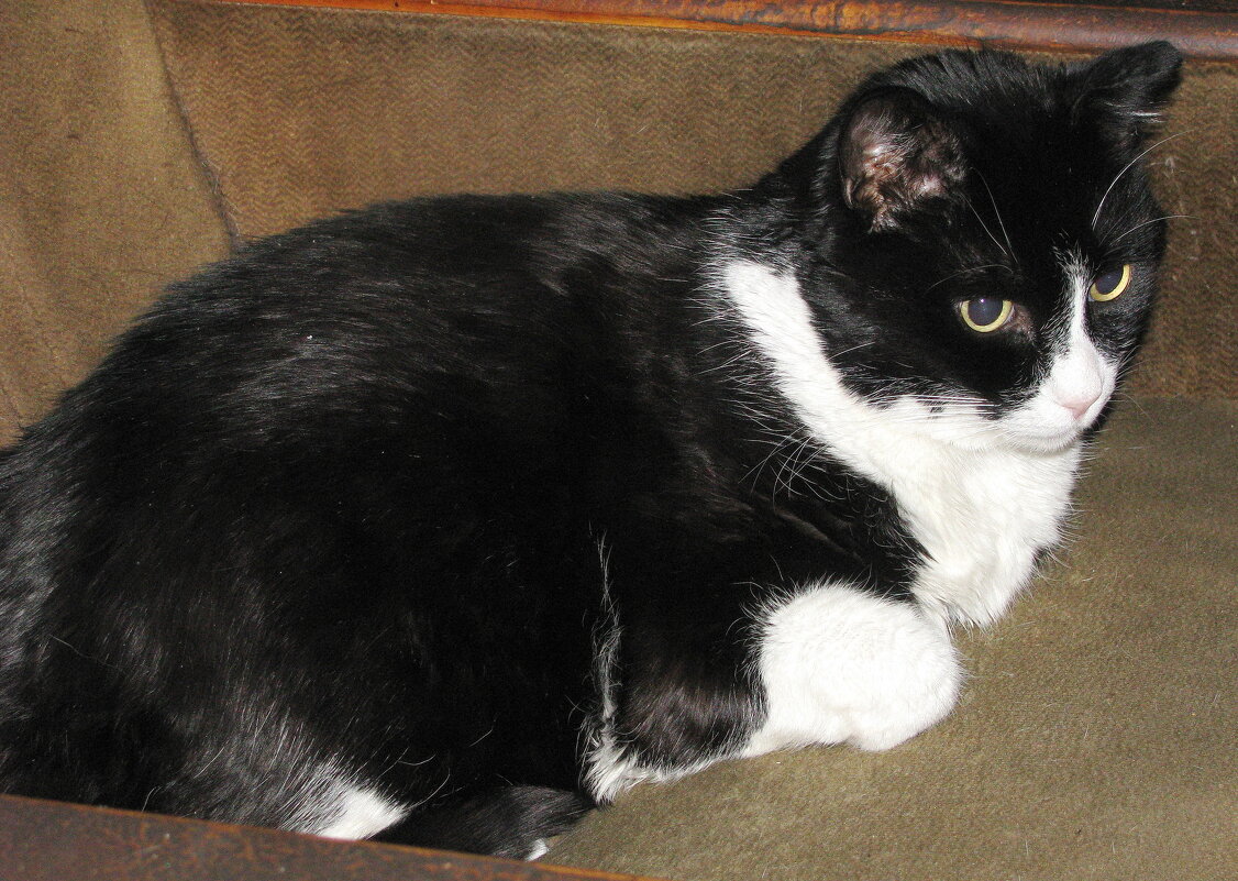 Замёрз на улице - Людмила Смородинская Замёрз на улице - Людмила Смородинская