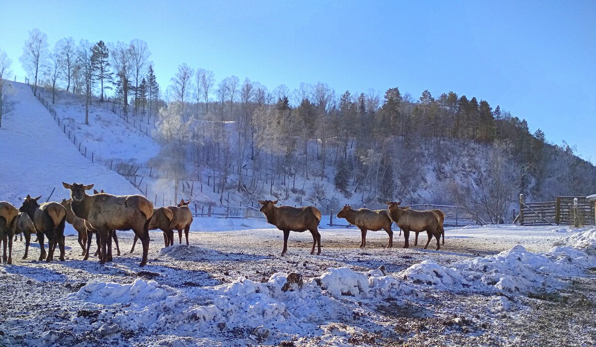 Маралы алтайские - Татьяна Лютаева