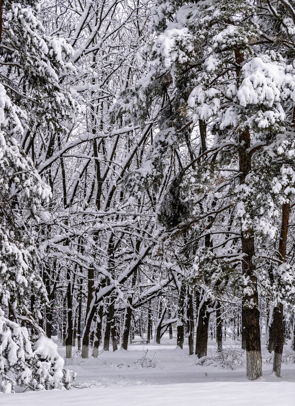 Зимний парк - Игорь Сикорский Зимний парк - Игорь Сикорский