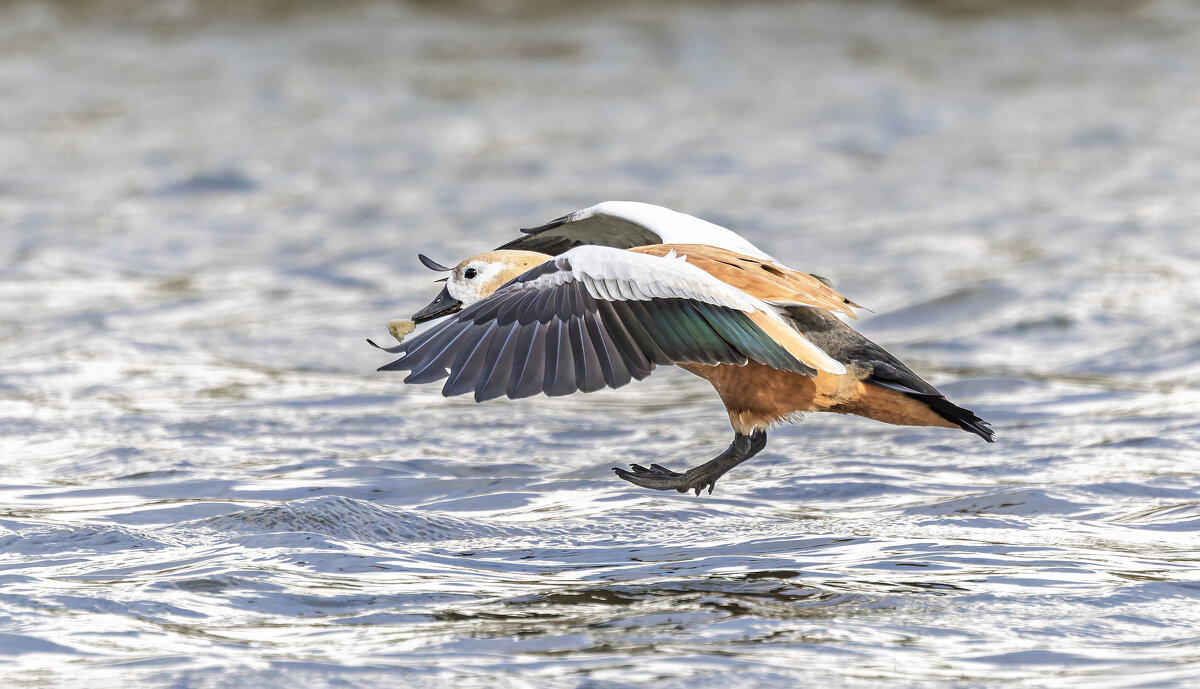огарь в полете. - юрий макаров