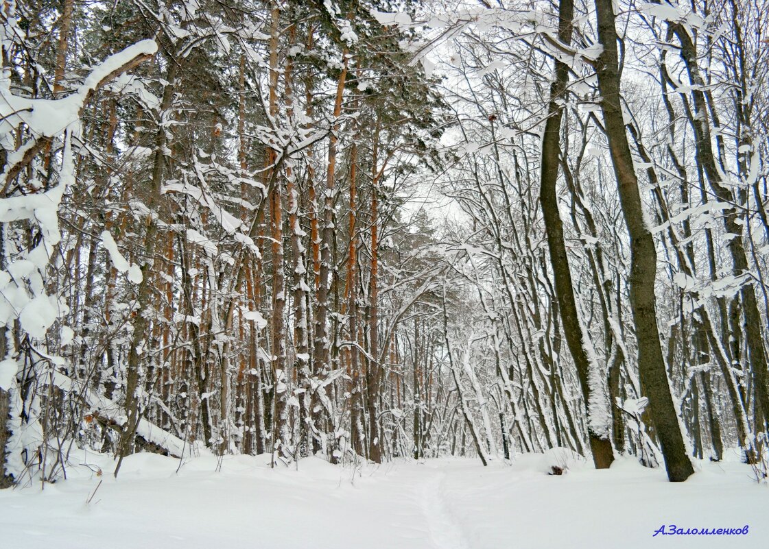 После снегопада.... - Андрей Заломленков После снегопада.... - Андрей Заломленков
