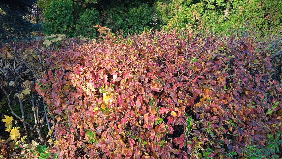 прекрасный октябрь - Елена Шаламова