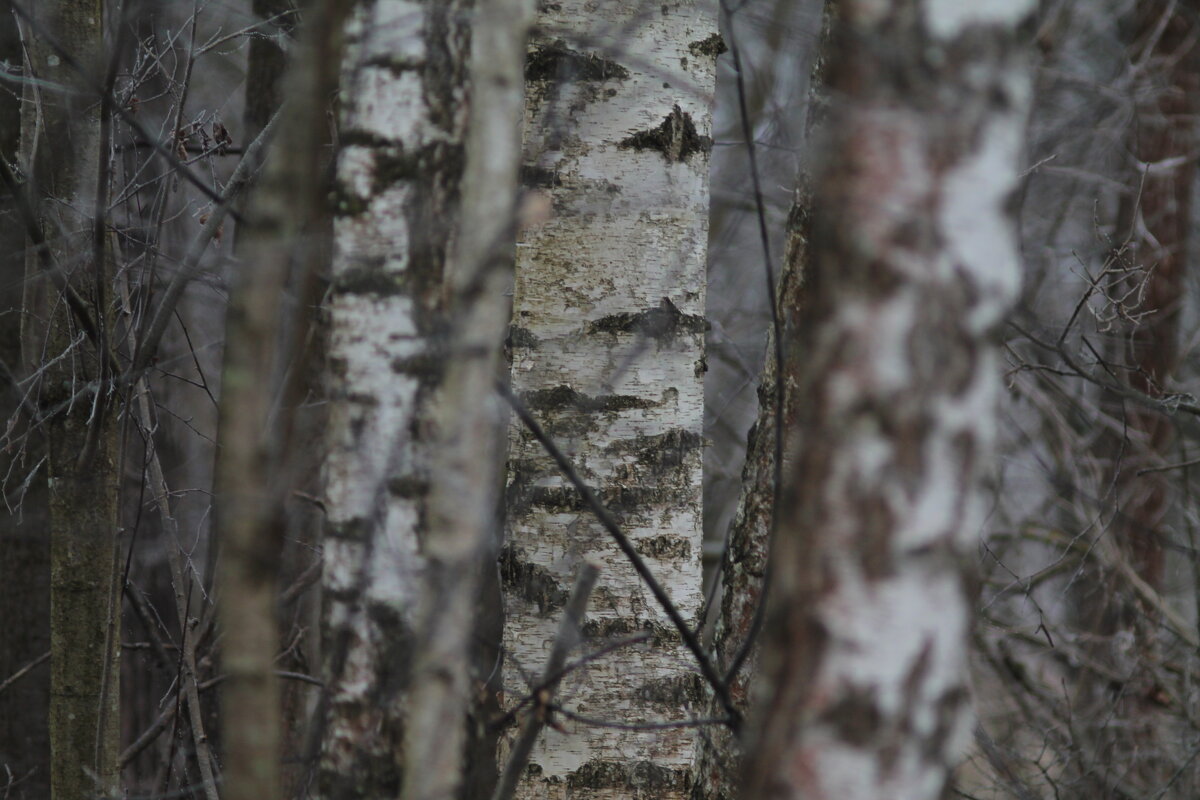 Березы - Вячеслав Крысанов