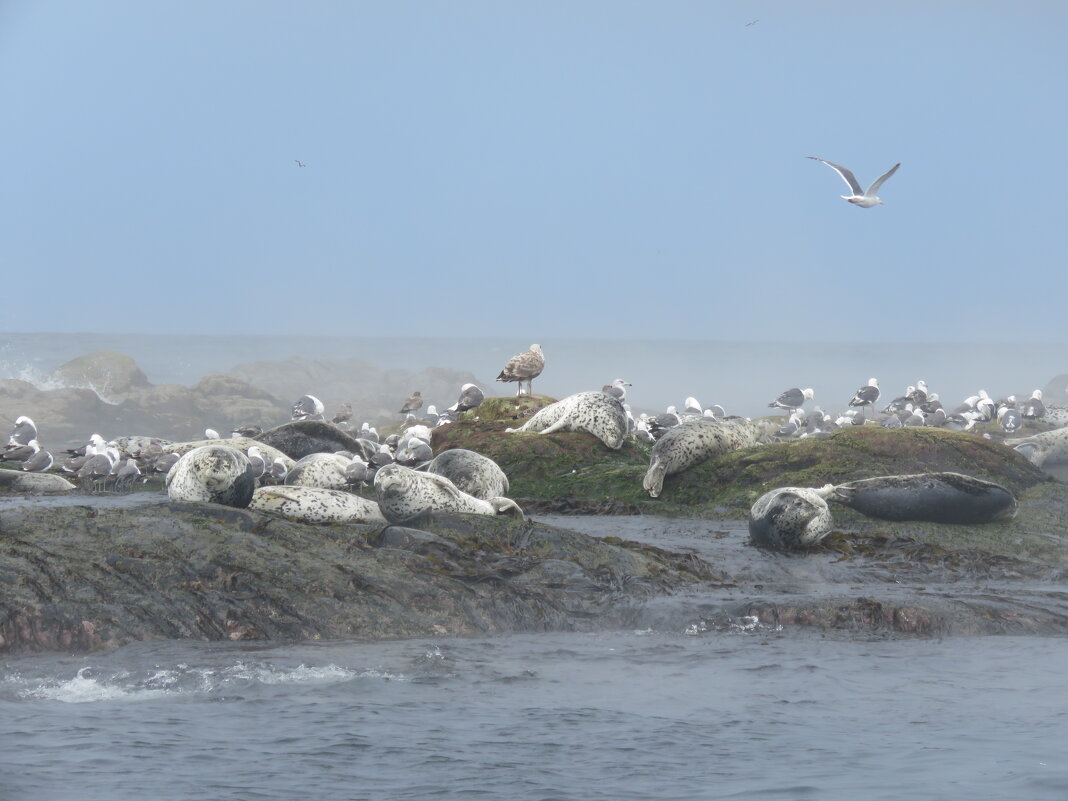 Устали от зимы? Вот нам лета кусочек.. - ИРЭН@ .