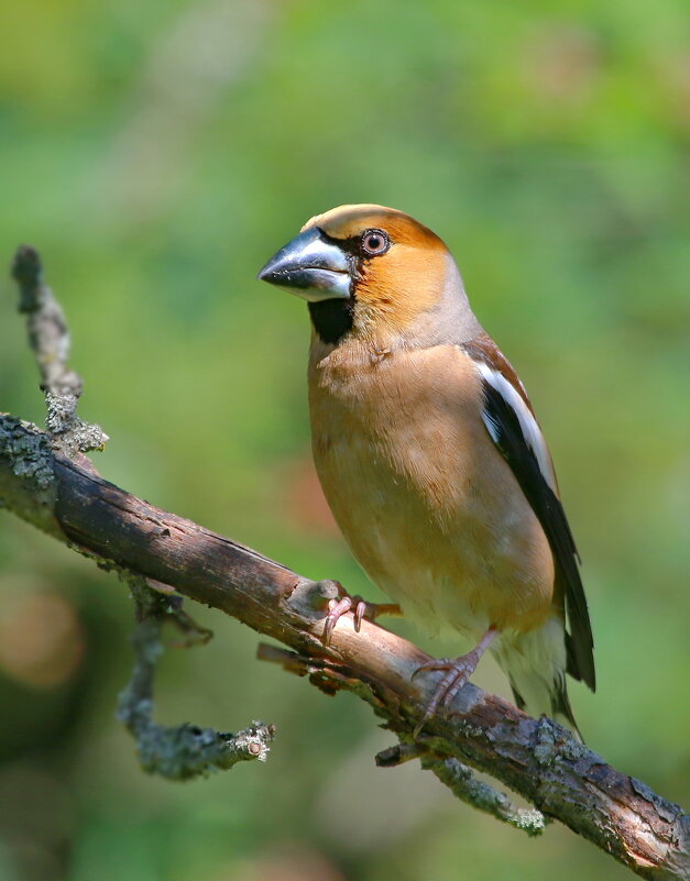 лесные встречи... - Andrey Bragin 