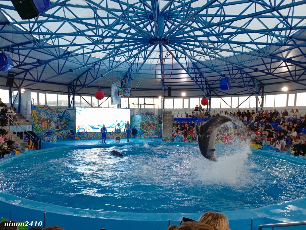 Адлер. Сочи Парк... шоу дельфинов - Нина Бутко