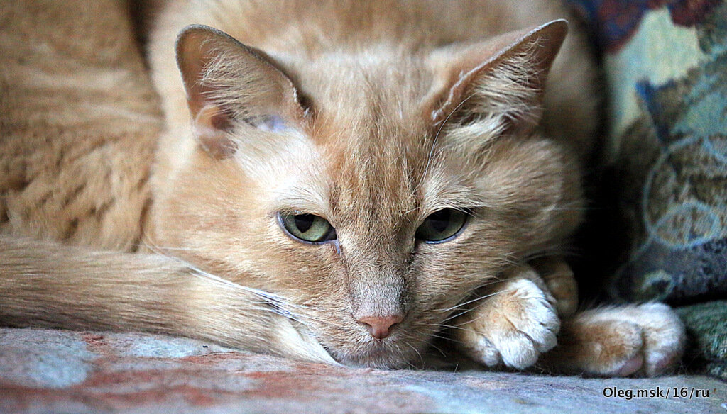 маленькие радости - Олег Лукьянов