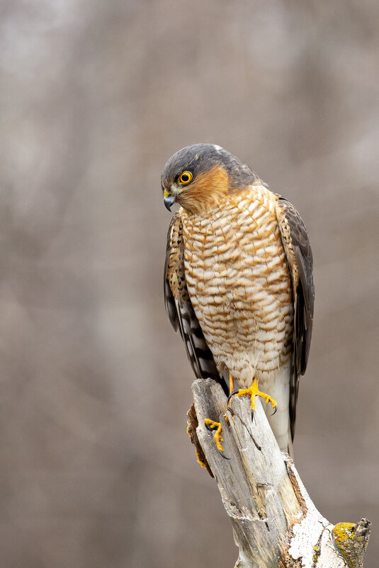 *** - Валерий Черняк