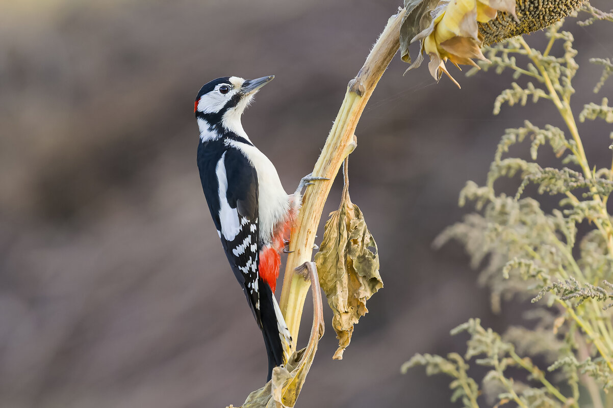 *** - Валерий Черняк *** - Валерий Черняк