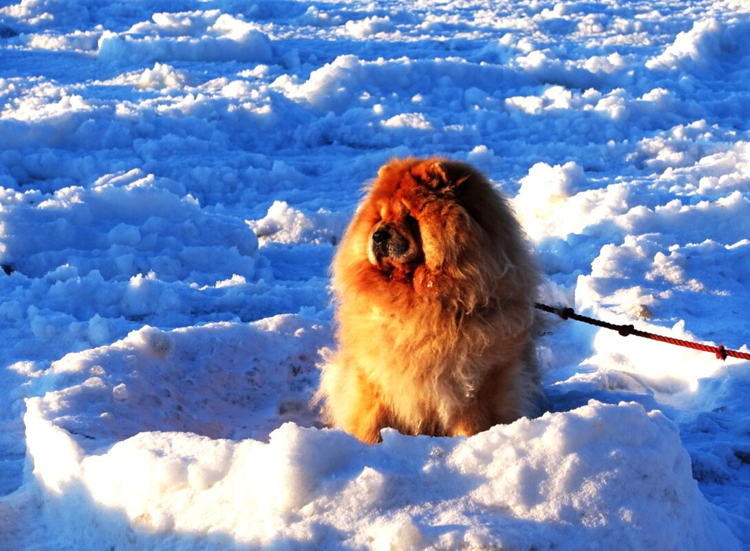 В такой шубке Чау-чау хорошо сидеть.. - Aida10 