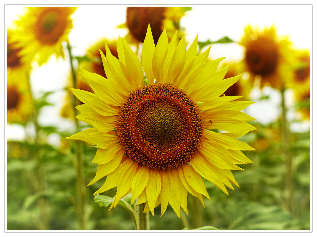 Немного солнца! - Вячеслав Алтай Немного солнца! - Вячеслав Алтай