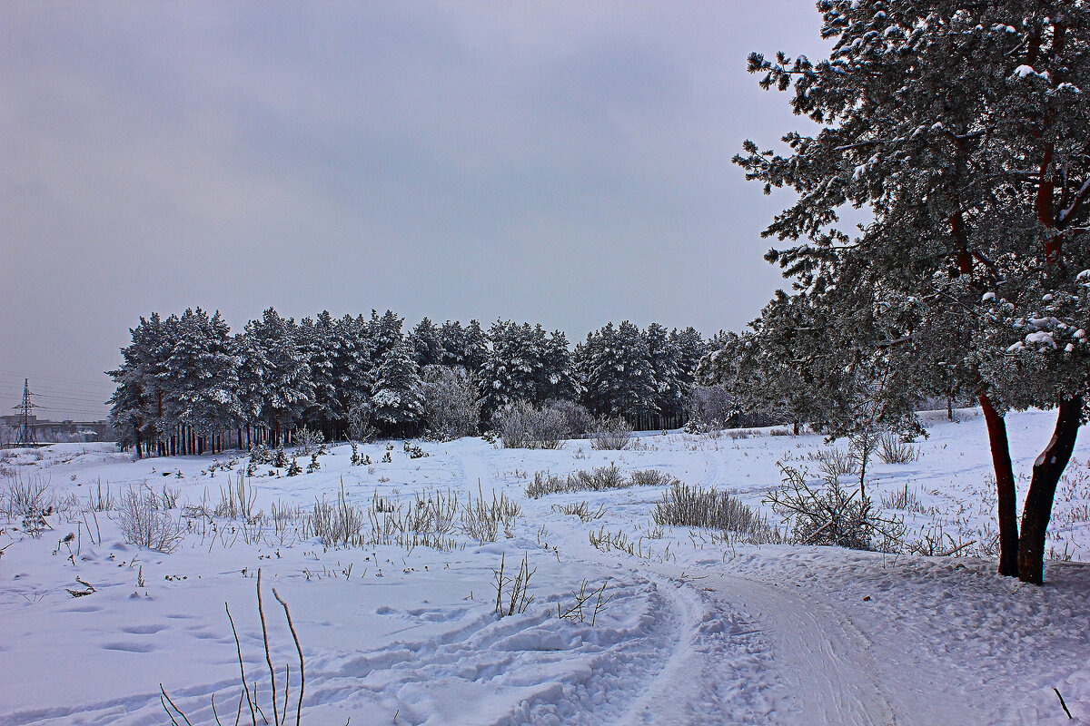 Зима - Евгений Корьевщиков Зима - Евгений Корьевщиков