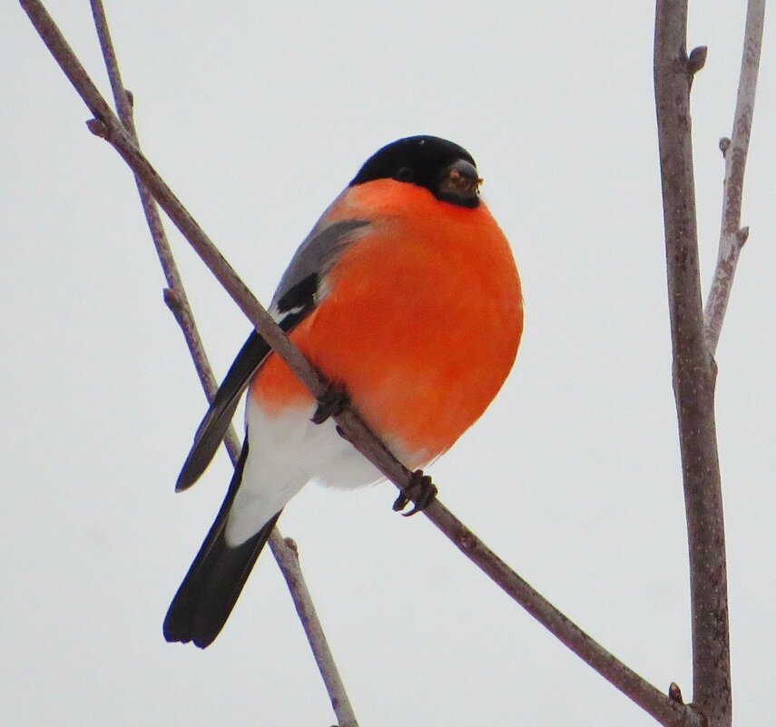 Зимний красавец - Андрей Снегерёв
