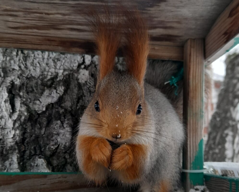 Однажды в Сибири . Белка . - Мила Бовкун
