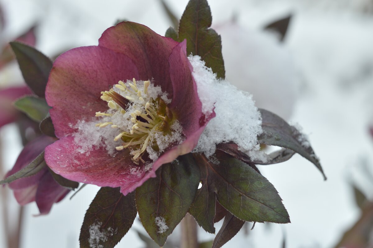 Морозник - Надежда Куркина 