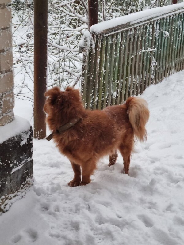 Вот и у нас снег... - Наталья 