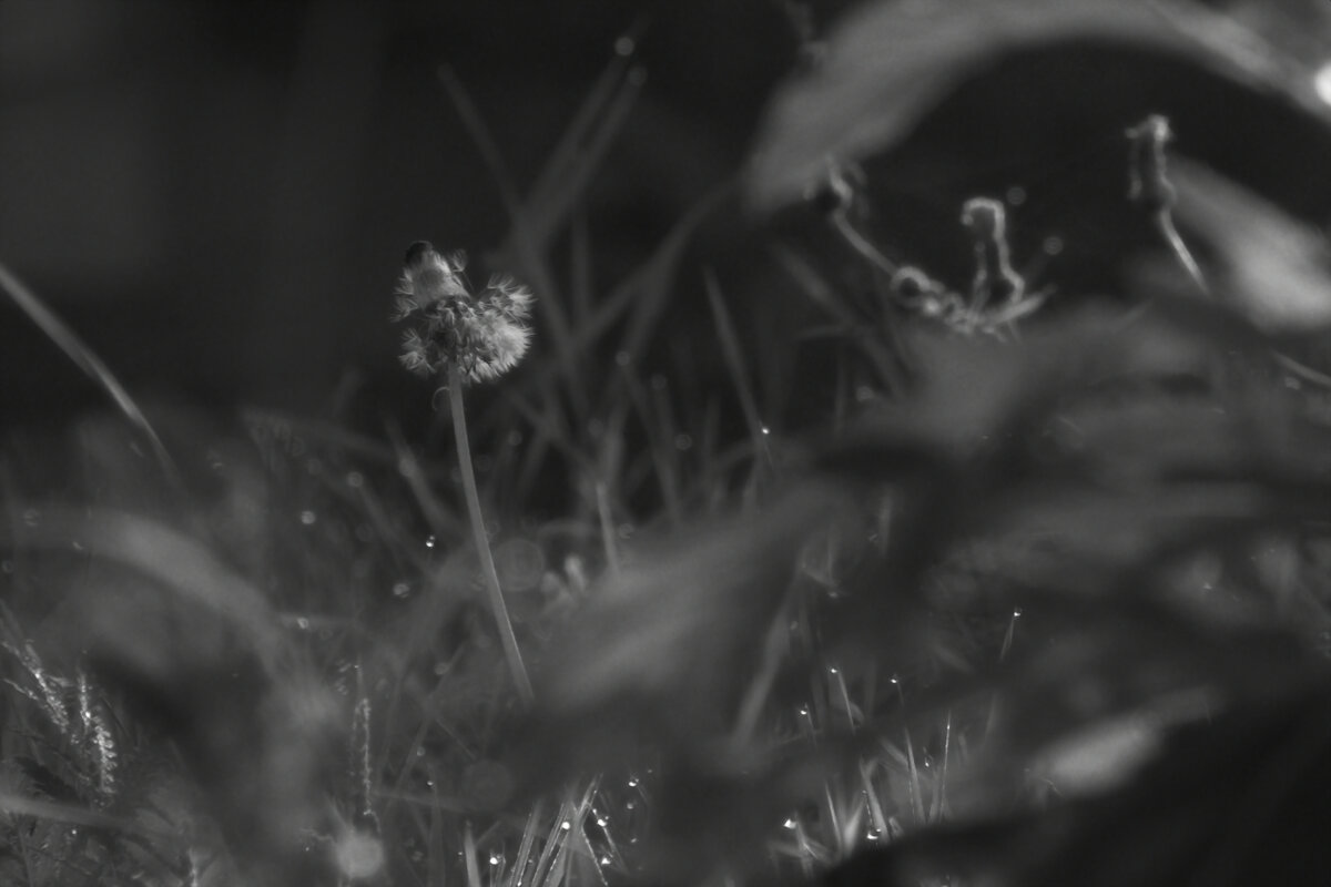 *** - Сергей Сергеев