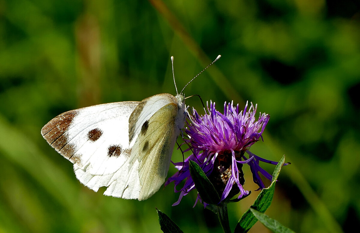 опять про бабочек...301 - Александр Прокудин