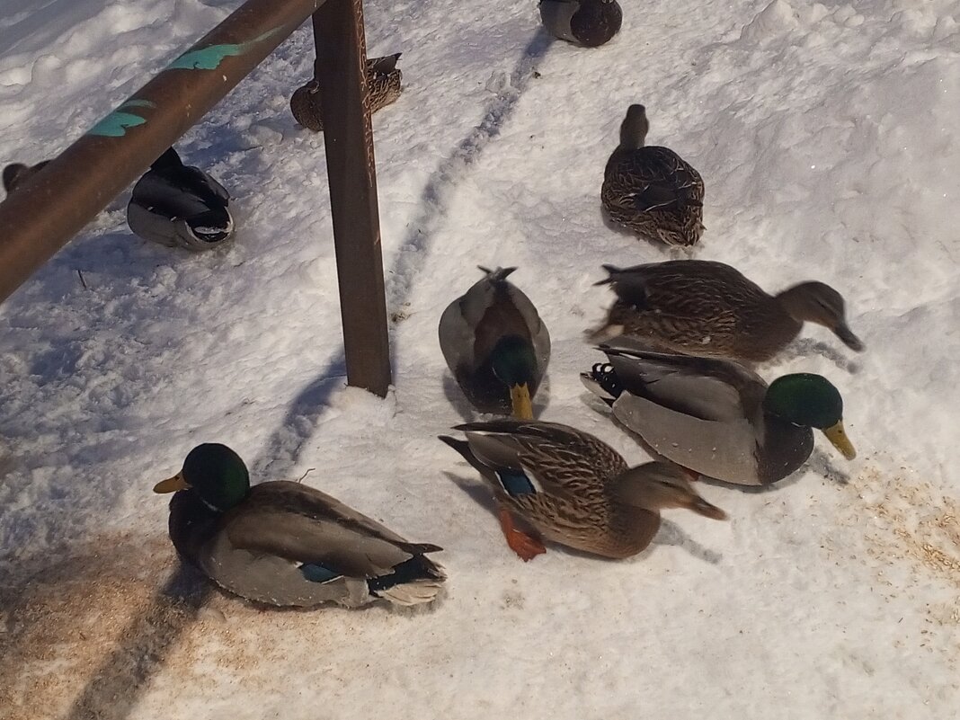 Утки - Сапсан 