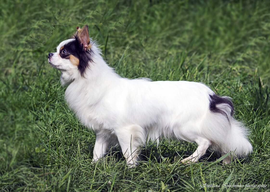 Фото с выставки. - Светлана Ищенко