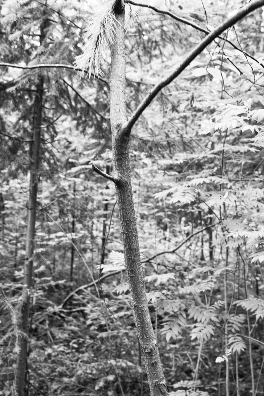 Фотография - Денис Безногов