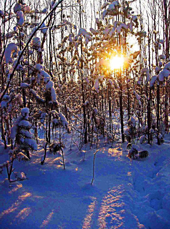 Низкое зимнее солнце декабря в лесу! - Владимир 