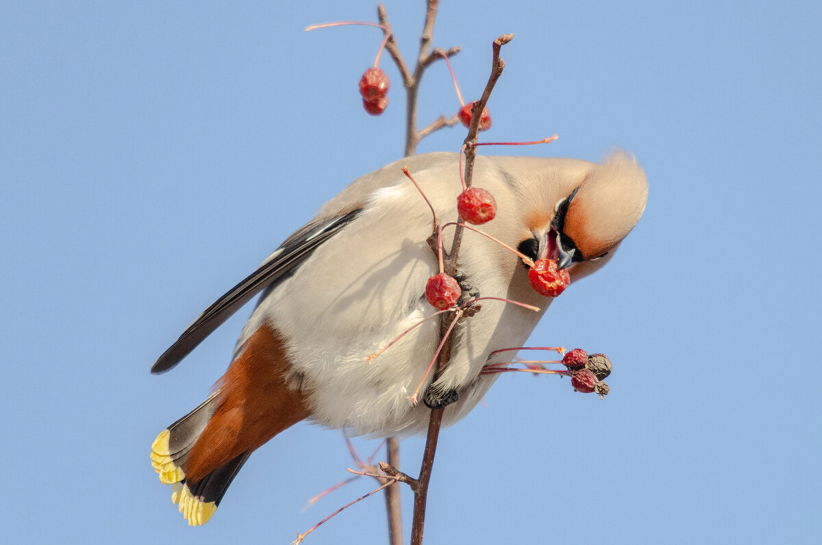 Свиристель - Виктор Иванович Чернюк