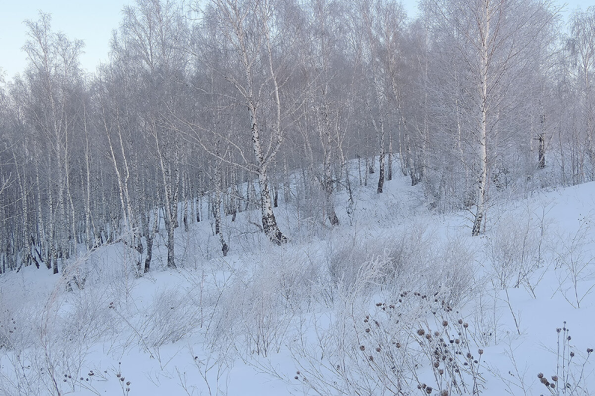 В январе,в январе все деревья в серебре - Владимир Кириченко