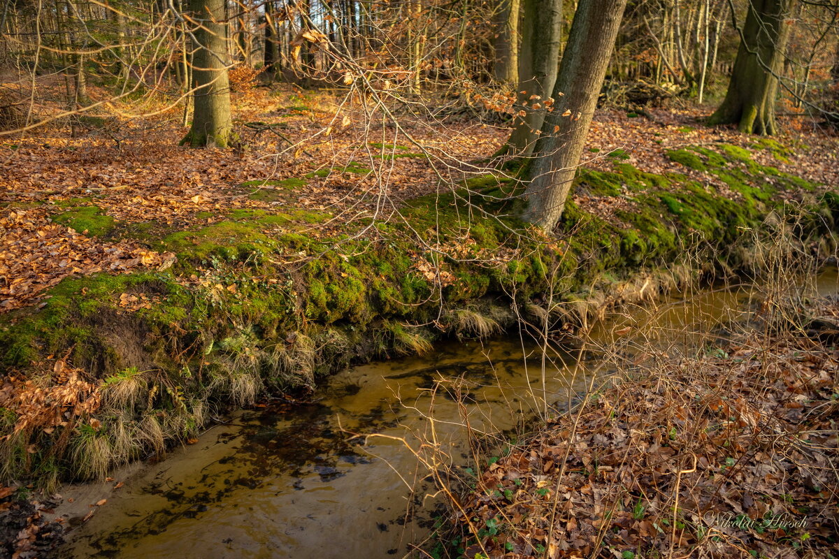 У лесного ручья... - Николай Гирш У лесного ручья... - Николай Гирш