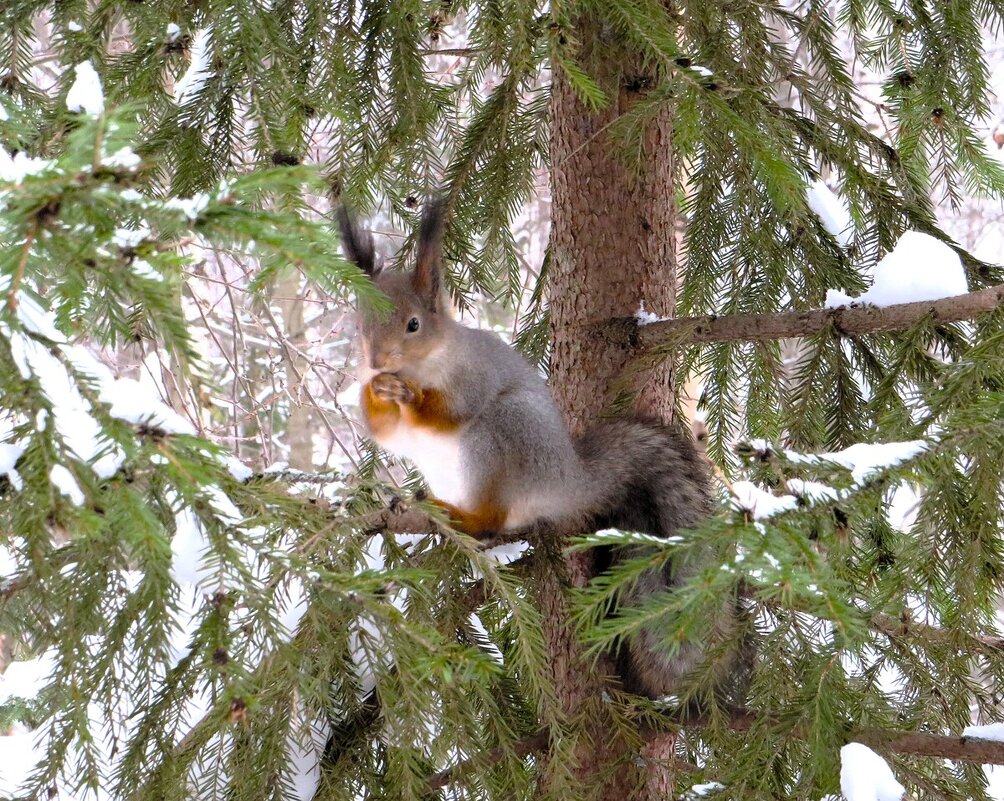 Белка - Лариса С. Белка - Лариса С.