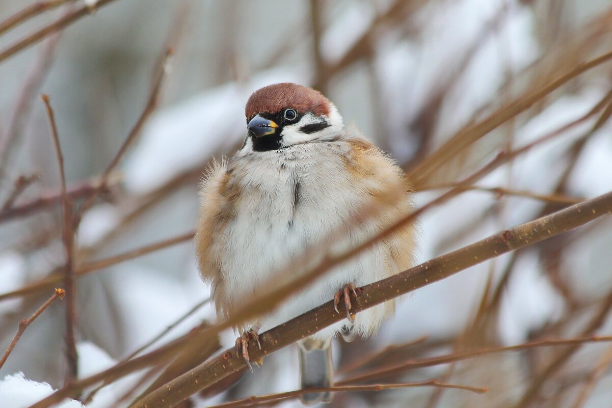 Да не толстый я, а замёрз и нахохлился. - Татьяна Бравая