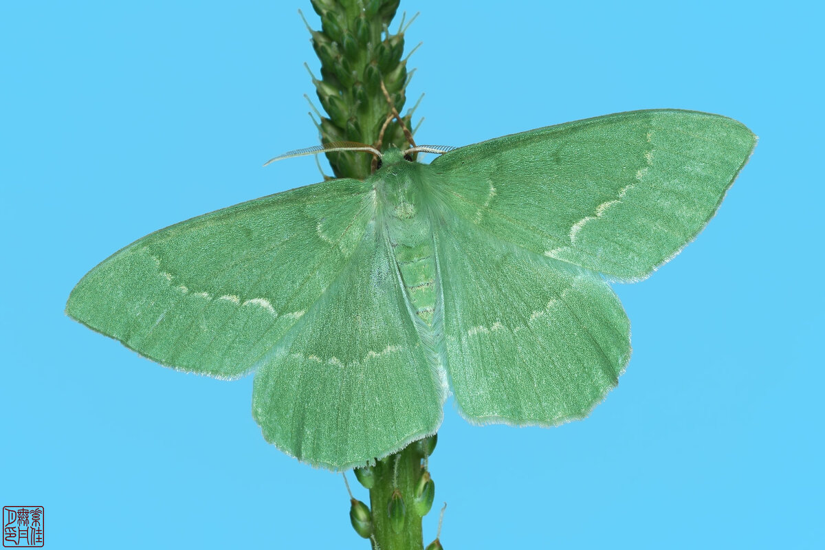 Большая зелёная пяденица - Станислав С.