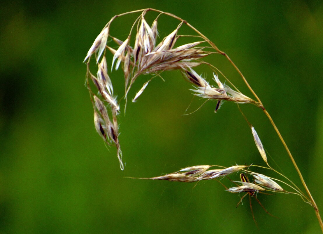 Найдите паучка. - nadyasilyuk Вознюк