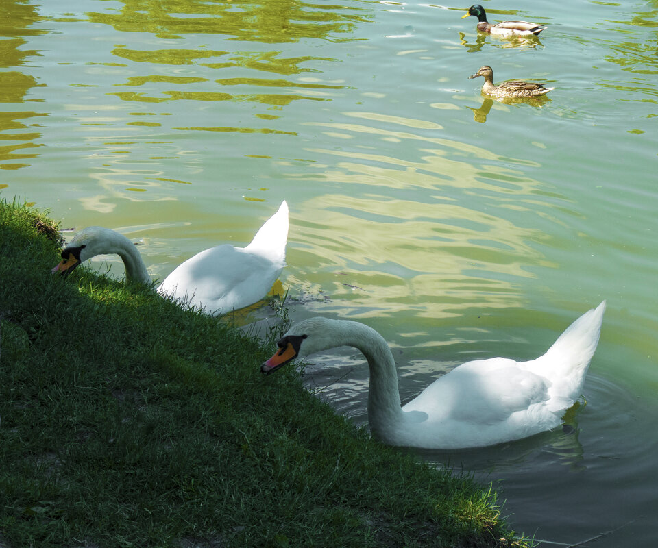 Проголодались - Валентин Семчишин Проголодались - Валентин Семчишин