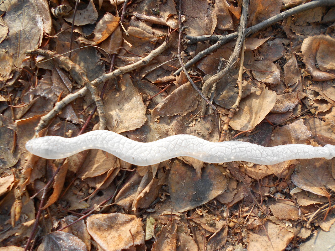 ........ - Елена Шаламова