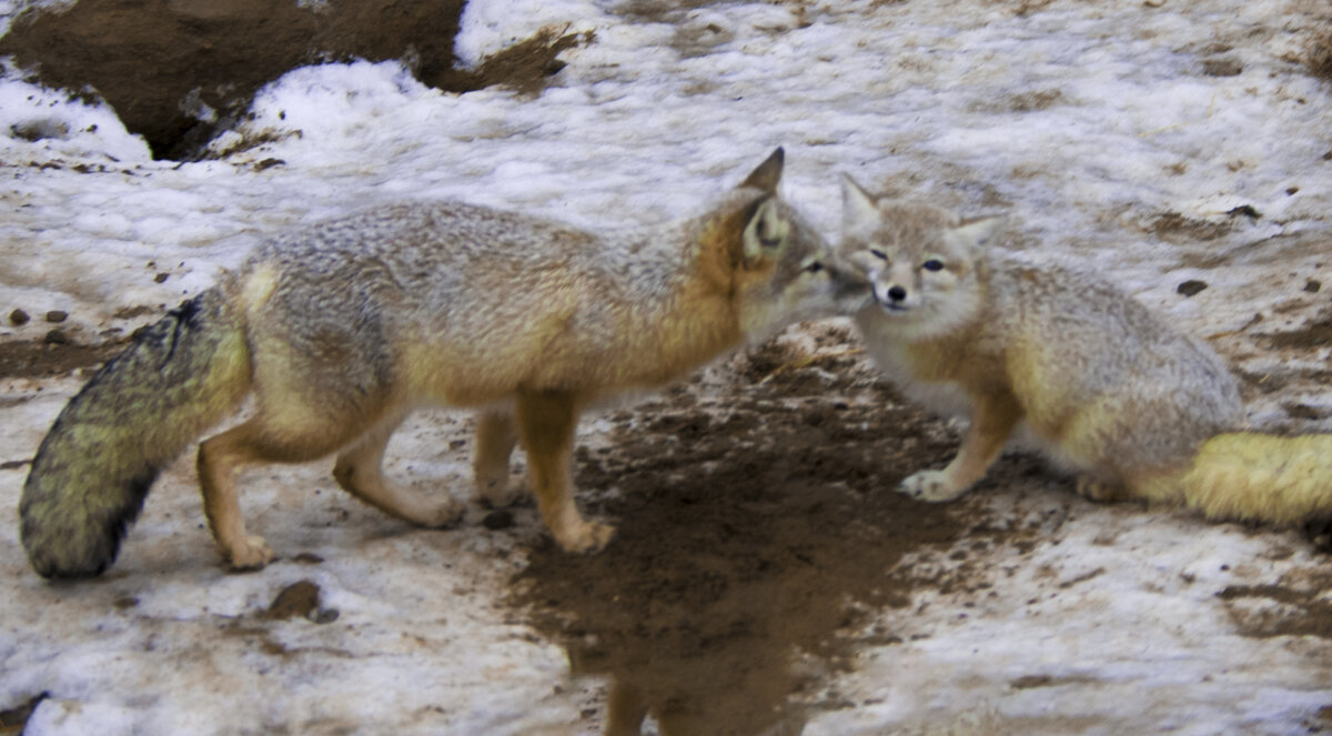 Мадам, я Вас ЛюблЮ, Фу не говаЛю - Владимир Максимов
