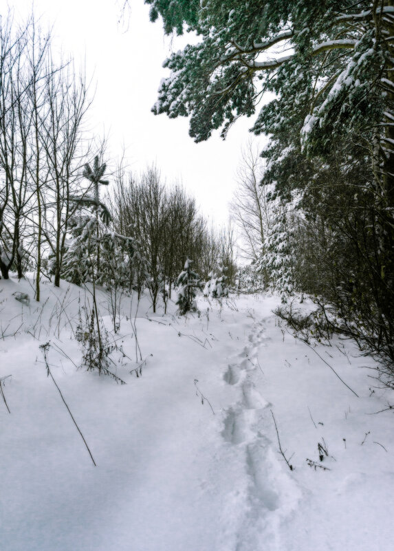 По следам - sorovey Sol