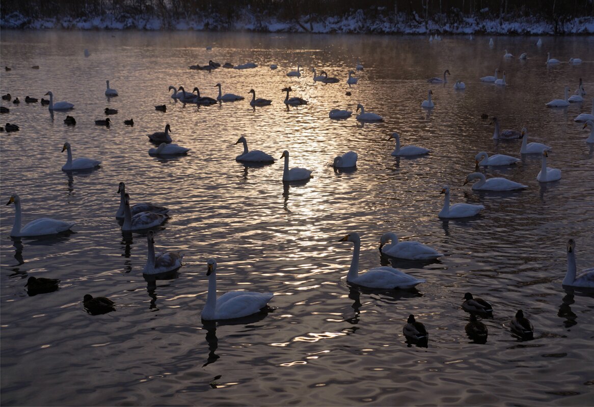 Лебеди зимне-закатные - Наталия Григорьева