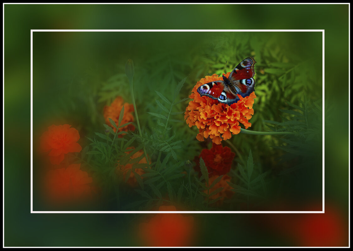 Зарисовка с мотыльком - Владимир Кроливец