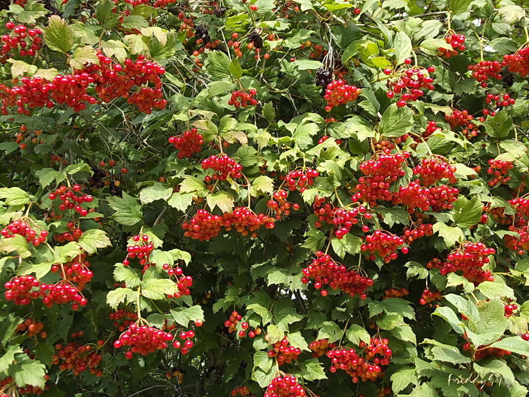 Калина - Freddy 97