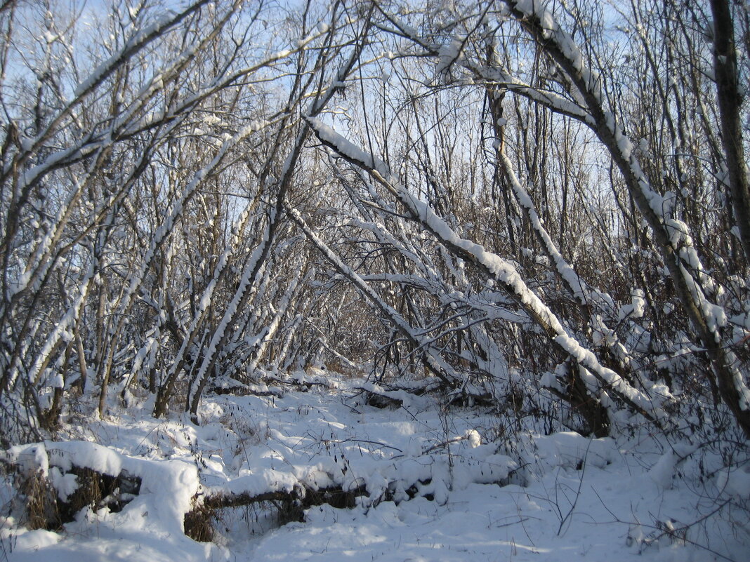 Через дебри к дому - Anna Ivanova