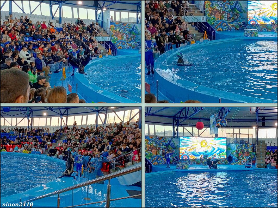 Адлер. Сочи Парк... шоу дельфинов и морских львов - Нина Бутко