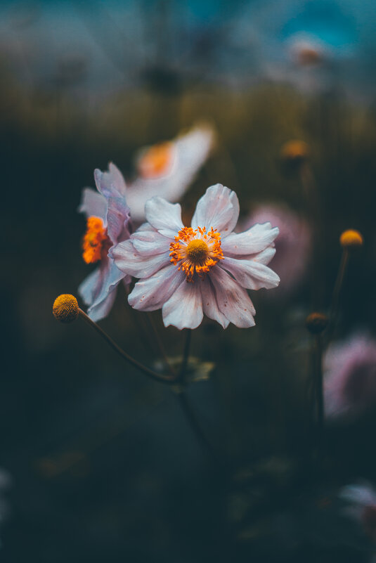 Анемоны - Игорь Шевченко Анемоны - Игорь Шевченко