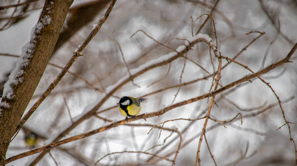 На природе - Sergei Vikulov На природе - Sergei Vikulov