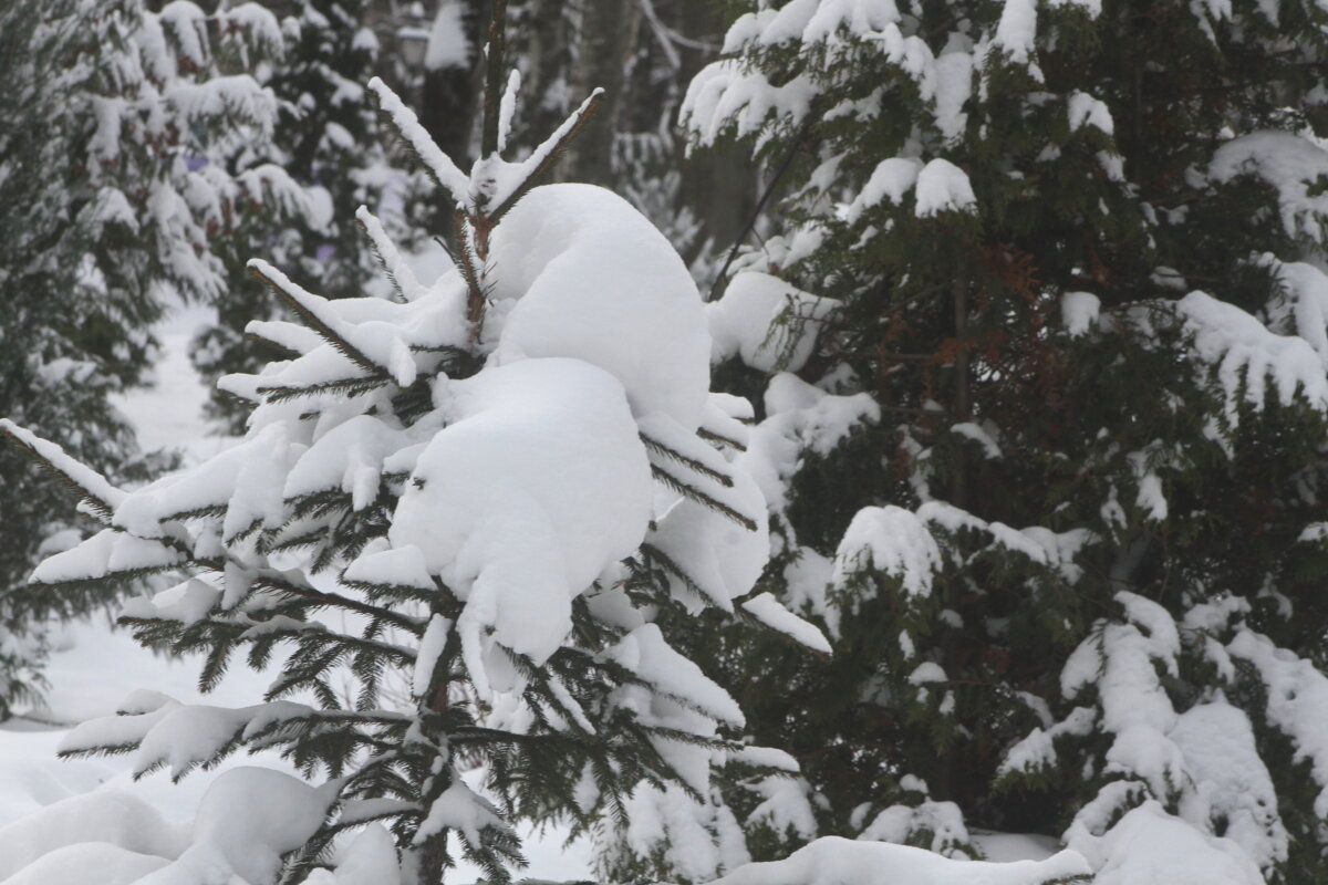 Баллада о Снеге - олег свирский 