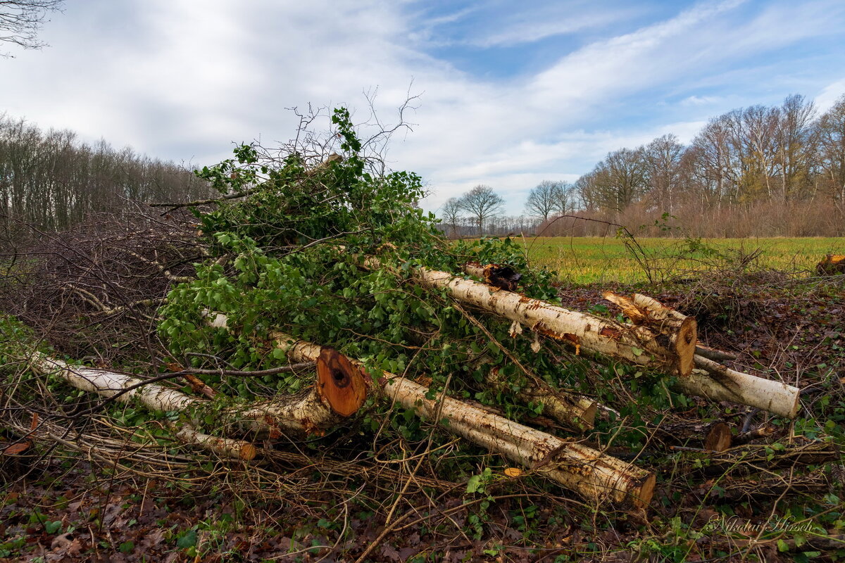 Прополка... - Николай Гирш