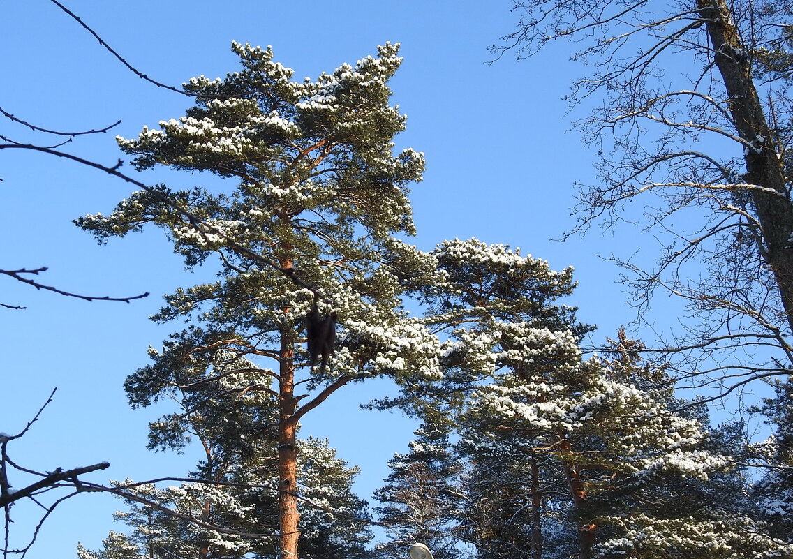 ***** - ИННА ПОРОХОВА