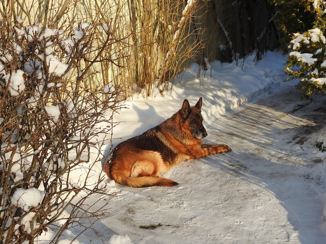 в саду зимой - ИННА ПОРОХОВА